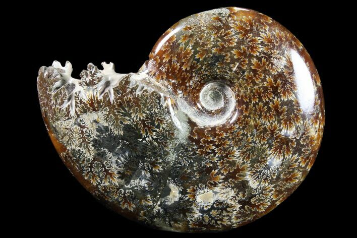 Polished, Agatized Ammonite (Cleoniceras) - Madagascar #83061